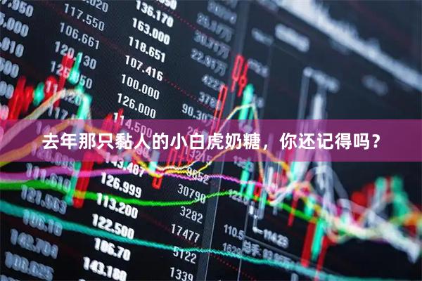 去年那只黏人的小白虎奶糖，你还记得吗？